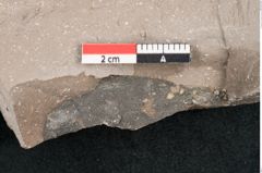 Foto (Detailansicht) von Eucalyptus oceanica Unger (NHMW-GEO-2024-0188-8033)